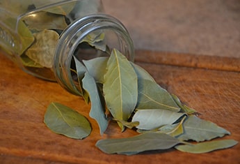INDIAN BAY LEAVES